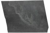 Pyritized Brittle Star (Eospondylus) Fossil - Bundenbach, Germany #209882-1